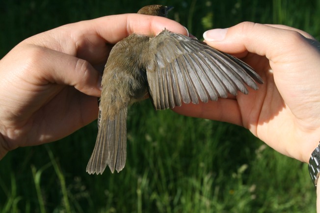 Blackcap fledgling wing shot